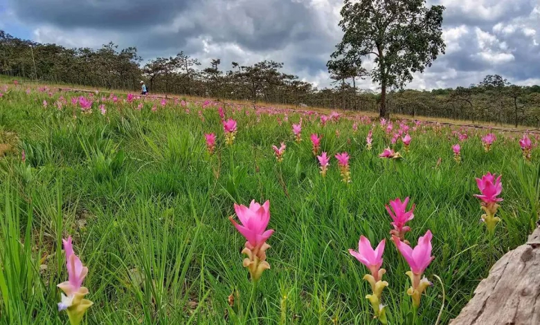 Take in the blooming beauty of the ‘Krachiao Flower Field Festival’ in Chaiyaphum