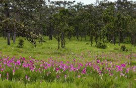 Enjoy the blooming beauty of Krachiao Flower Field in Chaiyaphum this June to August